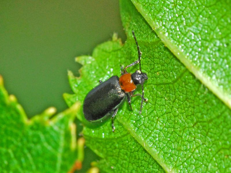 Chrysomelidae: femmina di Luperus aff. viridipennis